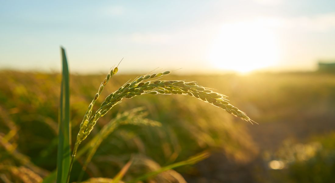 Espiga madura ao pôr do sol — planejamento da safra com crédito rural